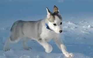 Does everybody here love huskies? Well I just want to know if every single person on Qfeast loves dogs and today we will talk about huskies.First thing first tell me if you have one or why you love them then you will tell me about your favourite fact about them.