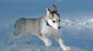 Does everybody here love huskies? Well I just want to know if every single person on Qfeast loves dogs and today we will talk about huskies.First thing first tell me if you have one or why you love them then you will tell me about your favourite fact about them.