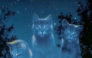 What Is Your Favorite Warrior Cat Book? And if you care to explain, why is it your favorite?