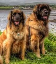 What is a really unique breed of dog? Any friendly, unique, preferably BIG breeds I should know about?