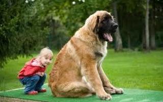 What jobs would Leonbergers have? I'm not sure, I know that they pull carts, but that's all.