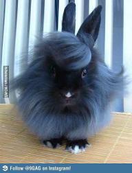 what do you think of this bunny?