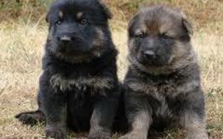 Don't German Shepherd pups look like bear cubs? I think they look alike so much!