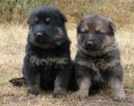 Don't German Shepherd pups look like bear cubs? I think they look alike so much!