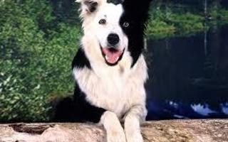 what dog is this? part 1 do you know rare and common breeds?