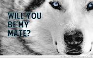 Do u like wolves? Do u like wolves as much as i do?