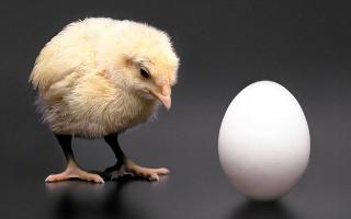 Did the chicken come first or did the egg? What came first?