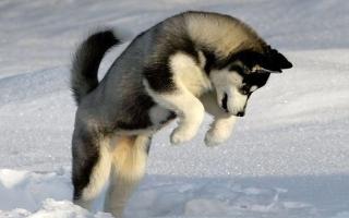 Favorite Dog breed? Mine is a husky because I have a pet husky named Fang