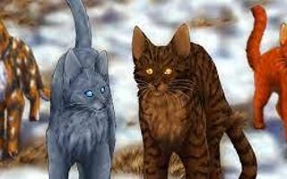 What was the ship you wanted in Warrior Cats? Of course you didn’t get that ship. Of course. But mine has to be..don’t judge me.. cinderxfire. And mistyxfire…