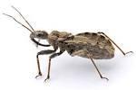 do insects sleep? Mammals do, birds do, heck even reptiles do. But do small bugs like crickets sleep?