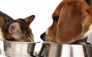 Have you ever eaten your cat / dog 's food? How was it?