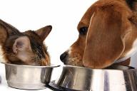 Have you ever eaten your cat / dog 's food? How was it?