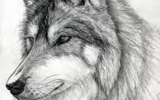 What is your favorite kind of Wolf? My two favorite wolves are the silver and gray wolf. What's yours?