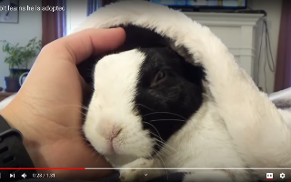 What do you do when your parents won't listen in an argument? Asked my dad if he ever saw a rabbit with a screaming face. Was referencing the video "telling my rabbit he's adopted." Dad thought I enjoyed listening to rabbits getting tortured because I said "screaming". Mind you, I'm a vegetarian, and have been since I was 6 years old, but apparently I'm an animal hater now and they won't listen. Kept asking "What the hell is wrong with you??" Can confirm that a bunny getting pet and making a strange face is, in fact, not torture or murder. They're doing a great job at making me feel like a shitty person :D  heres the video cause god damn it I'm not a heartless person.  How do I get them to stop yelling the second they see me and just listen?!?