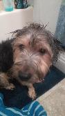 Gave my dog a bath