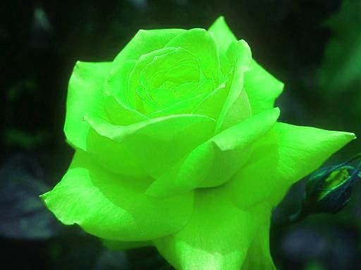 Toxic's Rose