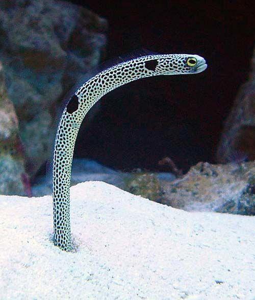 SPOTTED GARDEN EELS LOOK LIKE GRUMPY OLD MEN