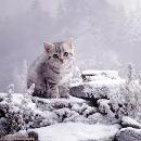 SnowCat