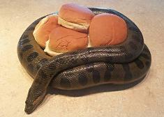 My anaconda don't