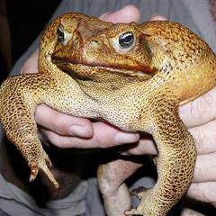 Fredrick_the_mfing_toad