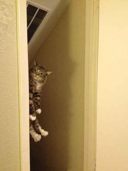 Stalker Cat