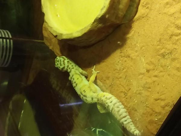 Got a new leopard geko!!!