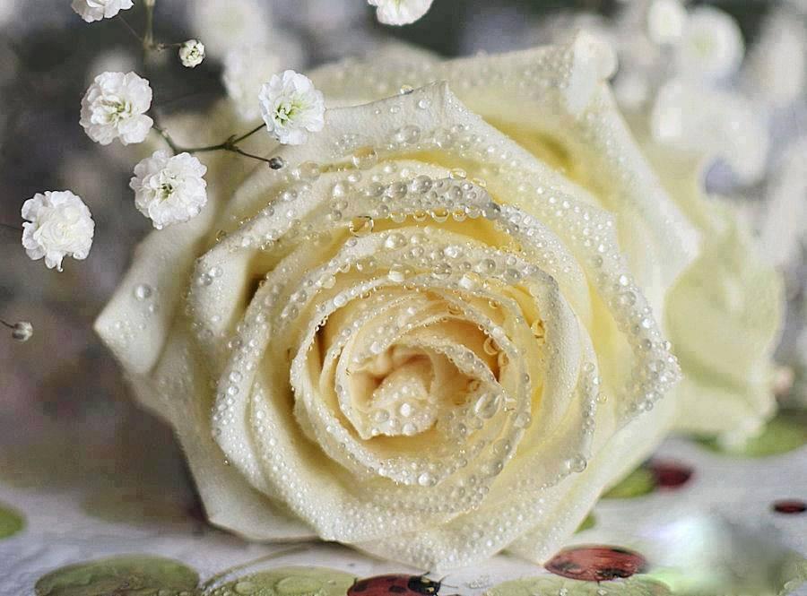 Белая роза в каплях росы фото
