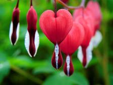 these are called bleeding hearts and they are so pretty