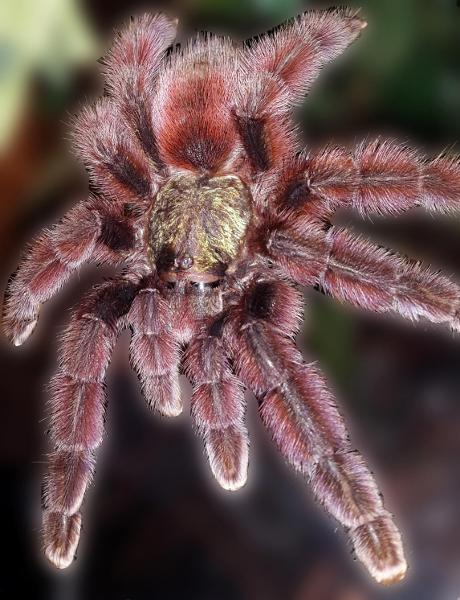 Antilles pinktoe tarantula