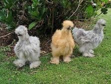 These are called banty chickens. I never thought they could be so featheryXD