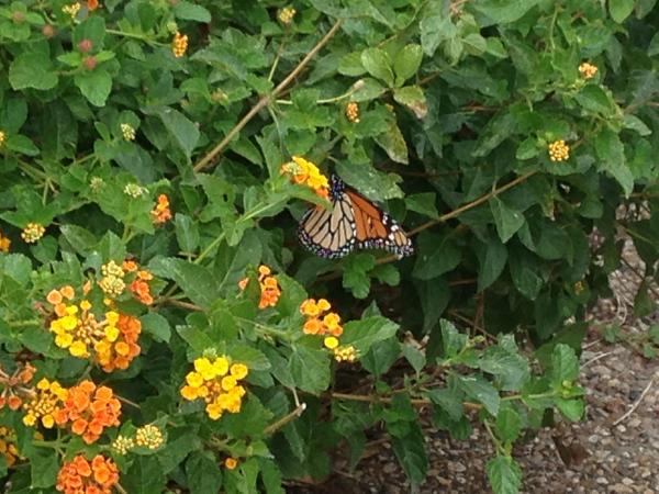 this lil guy had a hole in his wing,but he flew anyway