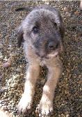 Irish Wolfhound Puppy