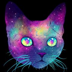 GalaxyKitten