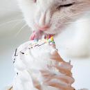 Cupcake_Kitty