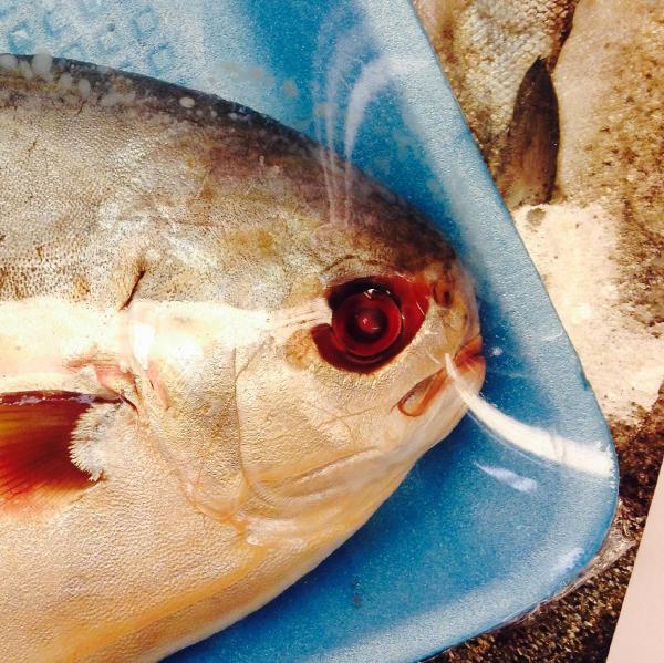 It doesnt matter that this fish is dead and frozen, it will be there tonight to devour your soul