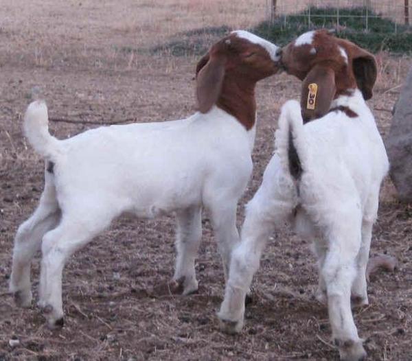 actual cryin bc these goats have a much more romantic life than me :^(