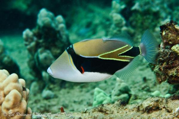 This fish is called the humuhumunukunukuapua'a