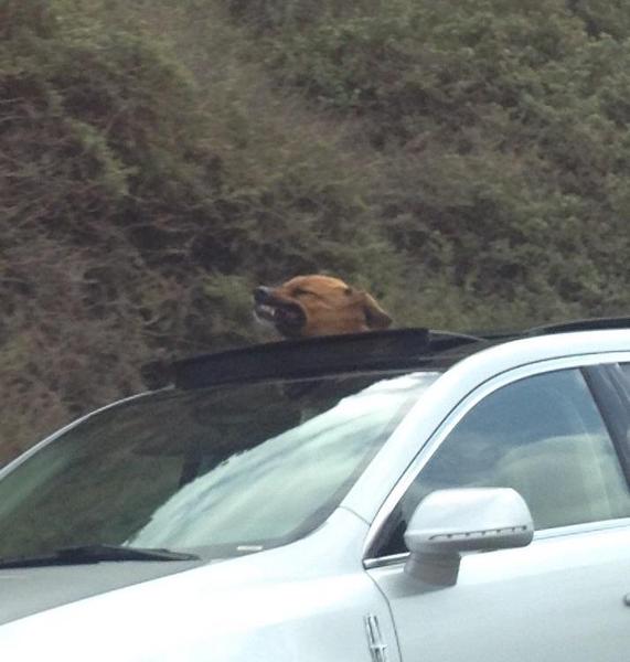 Saw this guy sticking out of a car today xD