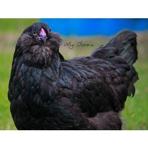 Pretty chicken :3