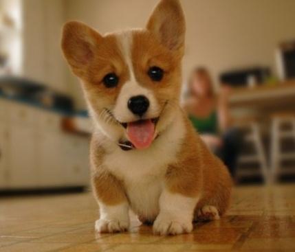 Just a Corgi Pupper