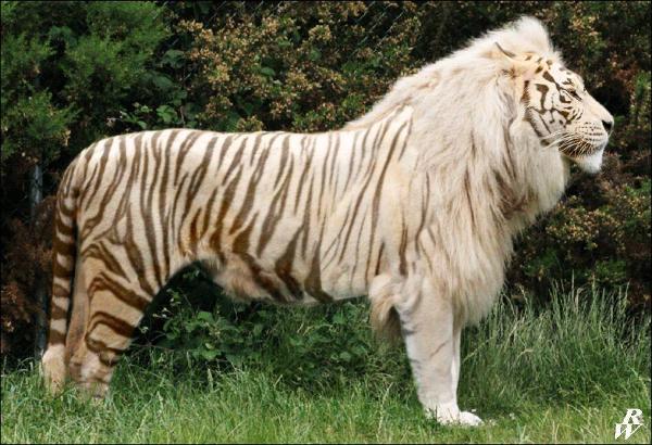 BEHOLD THE MAJESTY OF THE WHITE LIGER