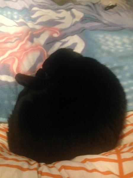 My cat always knows the cutest ways to curl up... Hence why we named him Curley XD