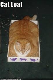 Would you like a slice of cat