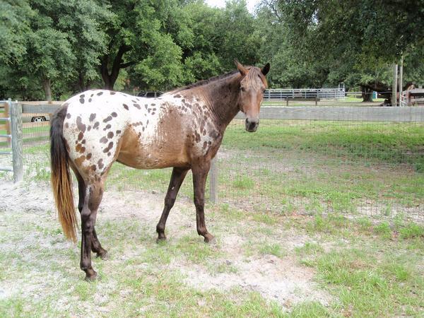 Saddle's just looking at me like, seriously?