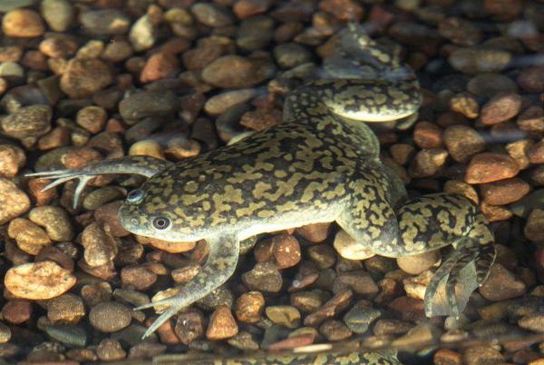 OMG AFRICAN CLAWED FROGS ARE SO CUTE IM SDUHFS;DUKFH;AFDGIUS;RIFGHUWAEIGRFHWI;387;RHLWEUF AAAAA??!?!