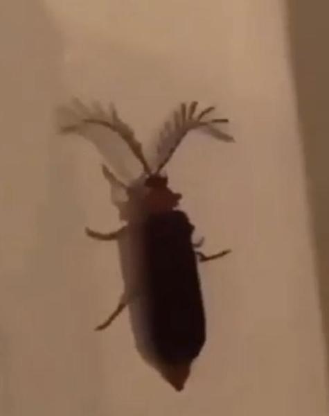 bitch eyelash bug