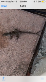 The lizard in my grandma's yard...It has a forked tail??