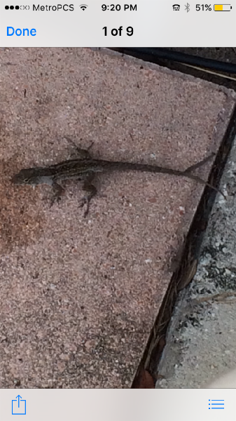 The lizard in my grandma's yard...It has a forked tail??