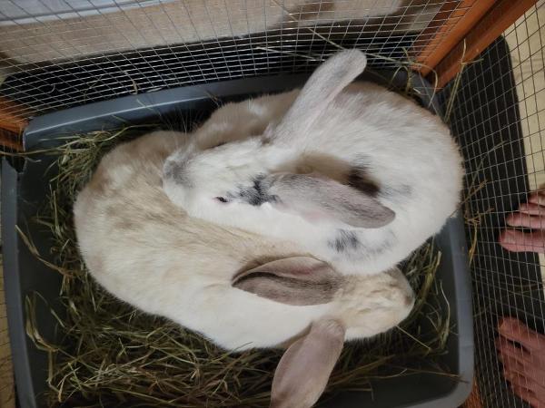 Bun-ception <3 I pet them at the same time and they both synchronized purred