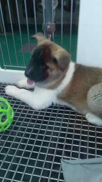 CUTE PUPPER AT THE PET SHOP